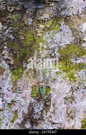 green grunge wet obsolete flat wall texture and background Stock Photo