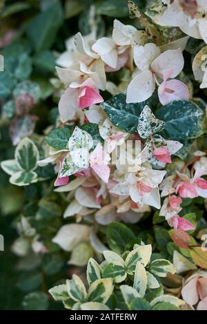 Trachelospermum jasminoides tricolor colorful foliage Stock Photo