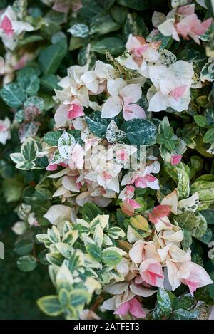 Trachelospermum jasminoides tricolor colorful foliage Stock Photo