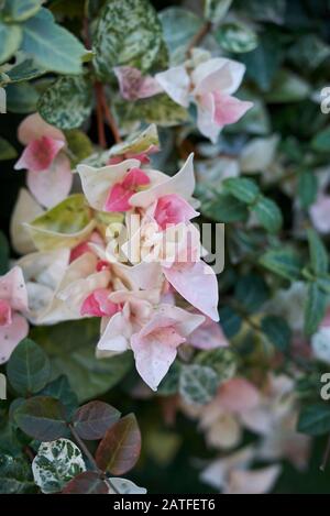 Trachelospermum jasminoides tricolor colorful foliage Stock Photo