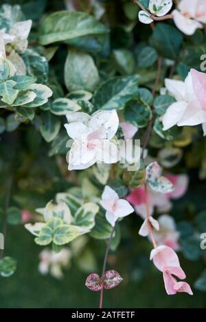 Trachelospermum jasminoides tricolor colorful foliage Stock Photo