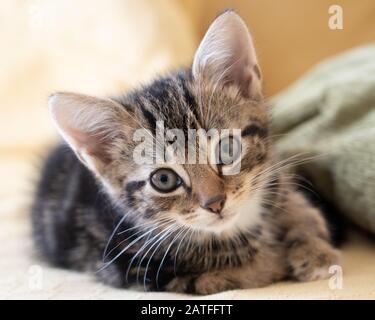Very cute tabby kitten resting and looking to camera Stock Photo