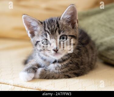 Very cute tabby kitten resting and looking to camera Stock Photo