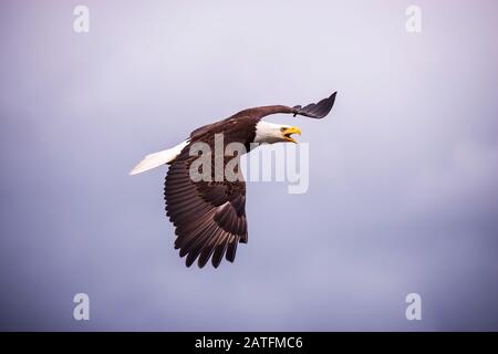 Bald Eagle (Haliaeetus leucocephalus) flying over the Kamishak Bay beach, Kamishak Bay, McNeil River State Game Sanctuary, Alaska Stock Photo