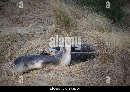 Family of New Zealand Sea Lions resting on a beach on South Island of New Zealand. One individual is yawning showing its teeth. Stock Photo