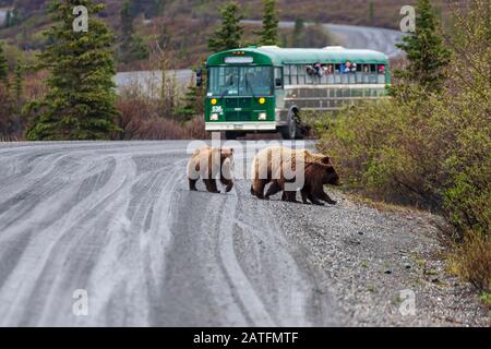 Tourists on shuttle bus watching a grizzly sow & two cubs near Mile 27 on the park road Denali National Park, Alaska Stock Photo