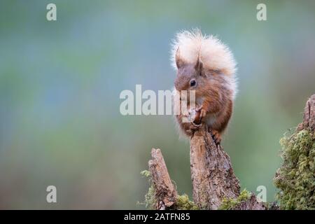A red squirrel portrait as it sits on top of an old tree stump eating a hazel nut Stock Photo