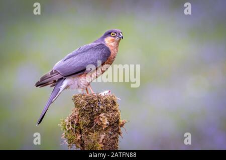 A sparrowhawk is perched on an old tree stump cautiously protecting its prey Stock Photo