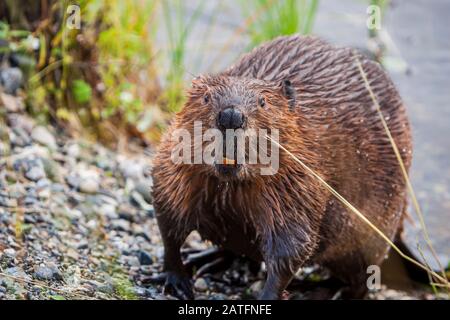 A curious adult beaver looking up from his spot on his dam Stock Photo ...