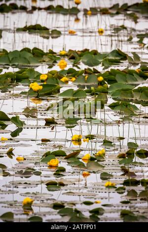 Yellow Pondlilly (Nuphar lutea) growing in pond in Copper River Delta, Chugach National Forest, Alaska Stock Photo