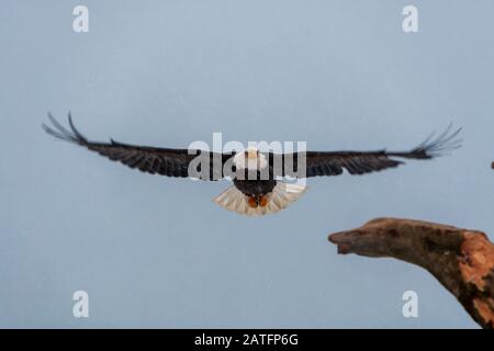 Bald Eagle (Haliaeetus leucocephalus) Mature bald eagle in flight during a snow shower in Homer, Alaska Stock Photo