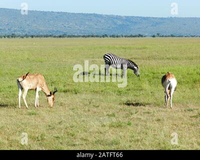 a zebra and two antelopes grazing in the African savannah, Kenya Stock Photo