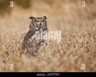 Spotted eagle-owl (Bubo africanus), also called African spotted eagle-owl, and African eagle-owl, is a medium-sized species of owl Stock Photo