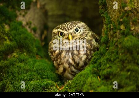 Little owl (Athene noctua) is a bird that inhabits much of the temperate and warmer parts of Europe, Asia east to Korea, and north Africa. Stock Photo