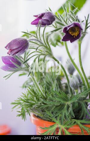 Four flowers in an orange pot. Seedlings of flowers for flower beds. Stock Photo