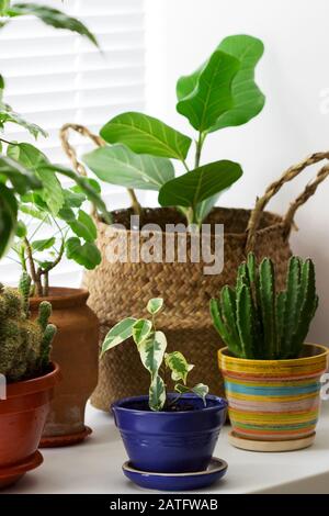 Various indoor plants in pots and a bamboo basket on the windowsill. Stock Photo