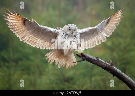 Siberian eagle owl is the biggest owl in the world Stock Photo