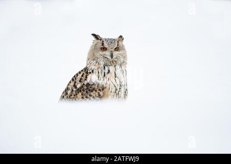 Siberian eagle owl is the biggest owl in the world Stock Photo