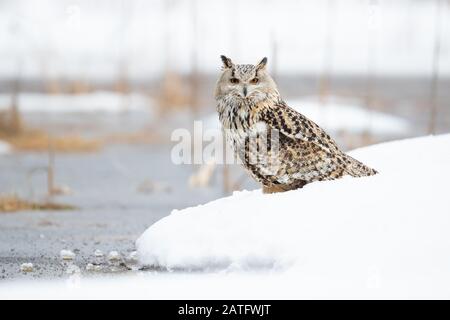 Siberian eagle owl is the biggest owl in the world Stock Photo