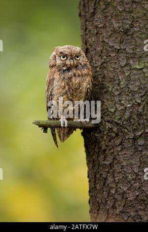 Eurasian scops owl (Otus scops), also known as the European scops owl or just scops owl, is a small owl Stock Photo