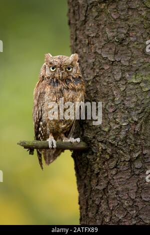 Eurasian scops owl (Otus scops), also known as the European scops owl or just scops owl, is a small owl Stock Photo