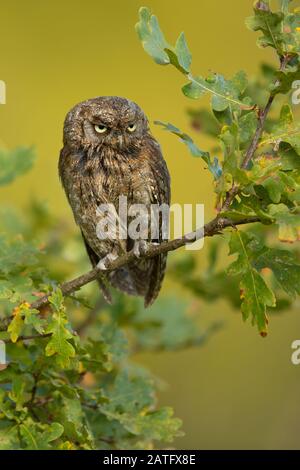 Eurasian scops owl (Otus scops), also known as the European scops owl or just scops owl, is a small owl Stock Photo