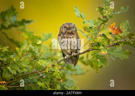 Eurasian scops owl (Otus scops), also known as the European scops owl or just scops owl, is a small owl Stock Photo