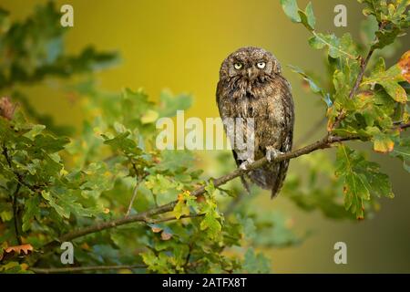 Eurasian scops owl (Otus scops), also known as the European scops owl or just scops owl, is a small owl Stock Photo