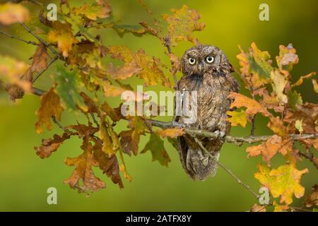 Eurasian scops owl (Otus scops), also known as the European scops owl or just scops owl, is a small owl Stock Photo