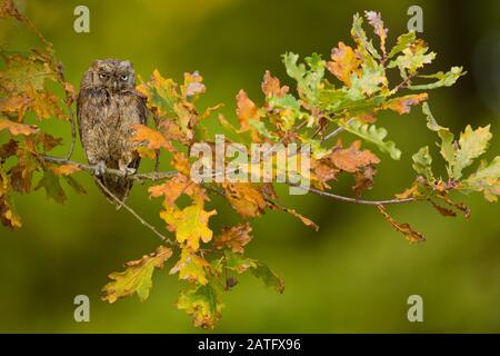 Eurasian scops owl (Otus scops), also known as the European scops owl or just scops owl, is a small owl Stock Photo