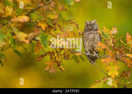 Eurasian scops owl (Otus scops), also known as the European scops owl or just scops owl, is a small owl Stock Photo