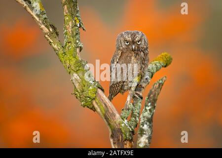 Eurasian scops owl (Otus scops), also known as the European scops owl or just scops owl, is a small owl Stock Photo