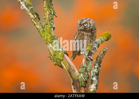 Eurasian scops owl (Otus scops), also known as the European scops owl or just scops owl, is a small owl Stock Photo