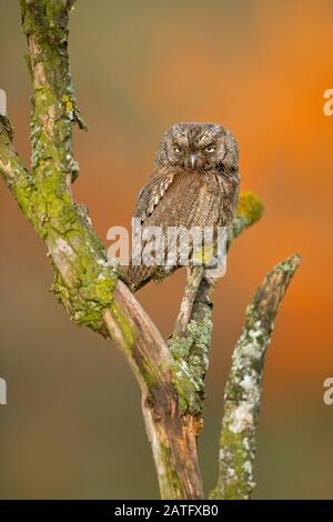 Eurasian scops owl (Otus scops), also known as the European scops owl or just scops owl, is a small owl Stock Photo