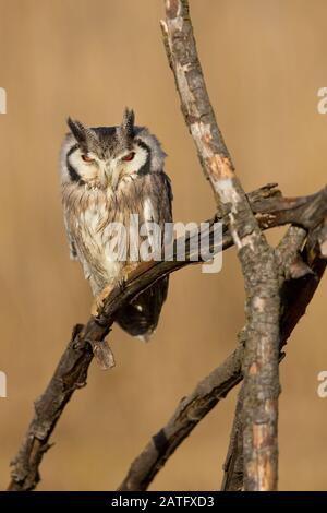 northern white-faced owl (Ptilopsis leucotis) is a species of owl in the family Strigidae. Stock Photo
