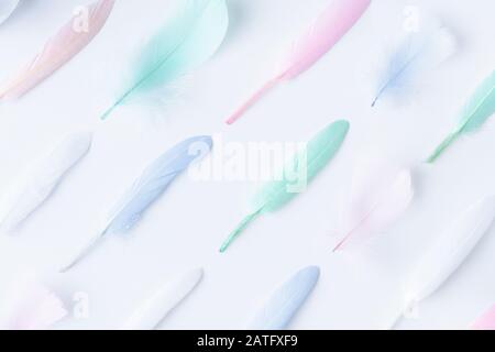 Flat lay of colorful feathers arranged in diagonal rows on white background Stock Photo