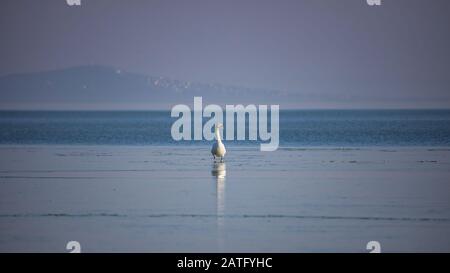 Mute swans (Cygnus olor) on the ice on the lake Balaton in Hungary in wintertime Stock Photo