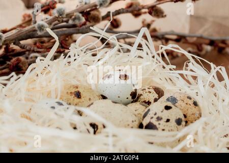Easter quail eggs in nest and willow branch on a wooden background Stock Photo