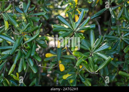 Pittosporum tobira is a species of sweet-smelling flowering plant known by several common names, Australian laurel, Japanese pittosporum, mock orange Stock Photo