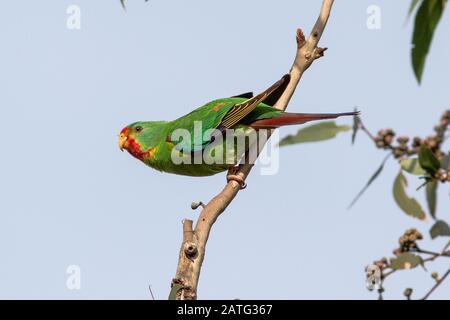 Swift Parrot Stock Photo