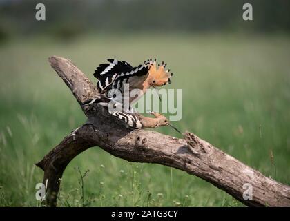 Hoopoe (Upupa epops), pair mating, Hortobágy National Park, Hungary Stock Photo