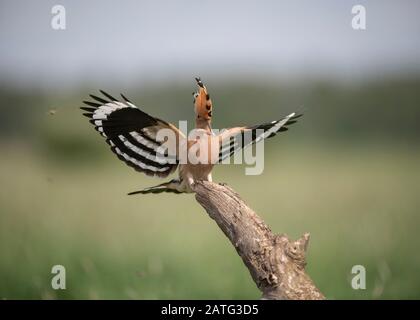 Hoopoe (Upupa epops), landing on branch with food in its bill, Hortobágy National Park, Hungary