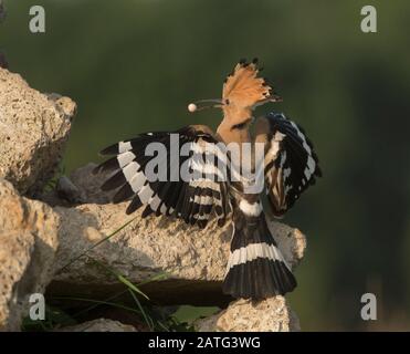 Hoopoe (Upupa epops), in flight with food in its bill, Hortobágy National Park, Hungary