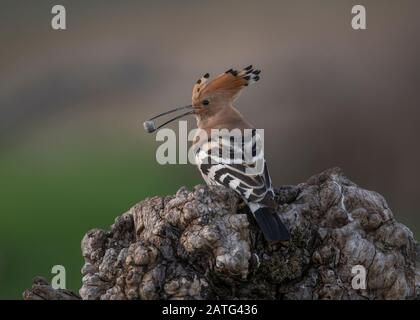 Hoopoe (Upupa epops), sitting on log with food in its bill, Hortobágy National Park, Hungary