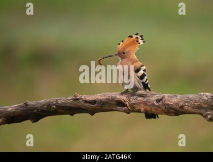 Hoopoe (Upupa epops), sitting on log, with food in its bill, Hortobágy National Park, Hungary