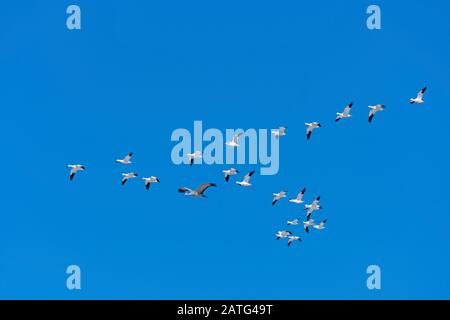 Sandhill Crane Flying with a Flock of Snowgeese near the Platte River in Kearney, Nebraska Stock Photo