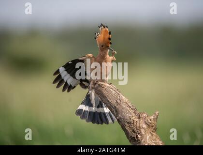 Hoopoe (Upupa epops), landing on branch with food in its bill, Hortobágy National Park, Hungary