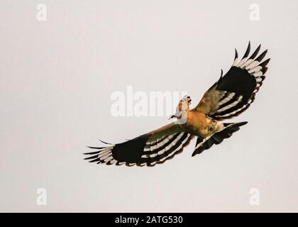 Hoopoe (Upupa epops), in flight, carrying food, Hortobágy National Park, Hungary