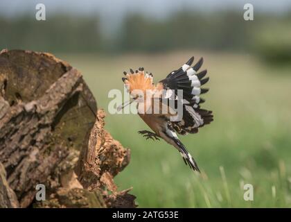 Hoopoe (Upupa epops), in flight with food in its bill, Hortobágy National Park, Hungary
