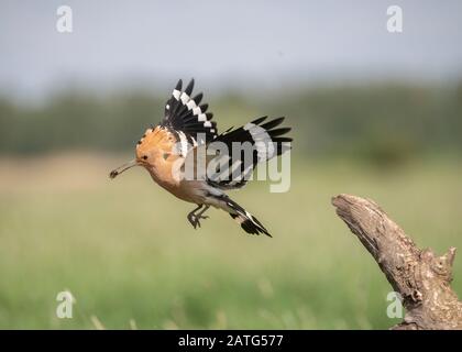 Hoopoe (Upupa epops), in flight with food in its bill, Hortobágy National Park, Hungary